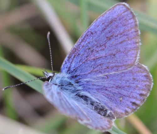Réf. 350 342 : Plebejus argyrognomon